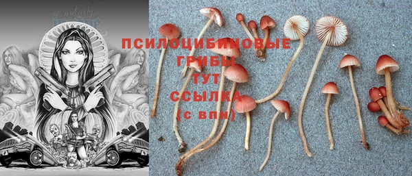 прущие грибы Михайловск